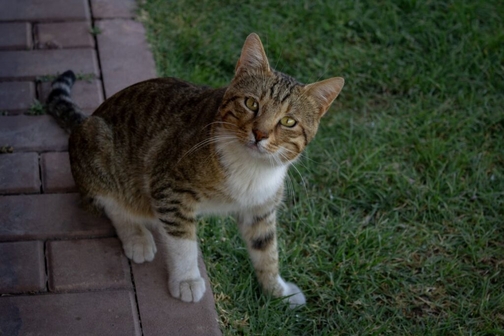 Gato común atigrado, en la hierba
