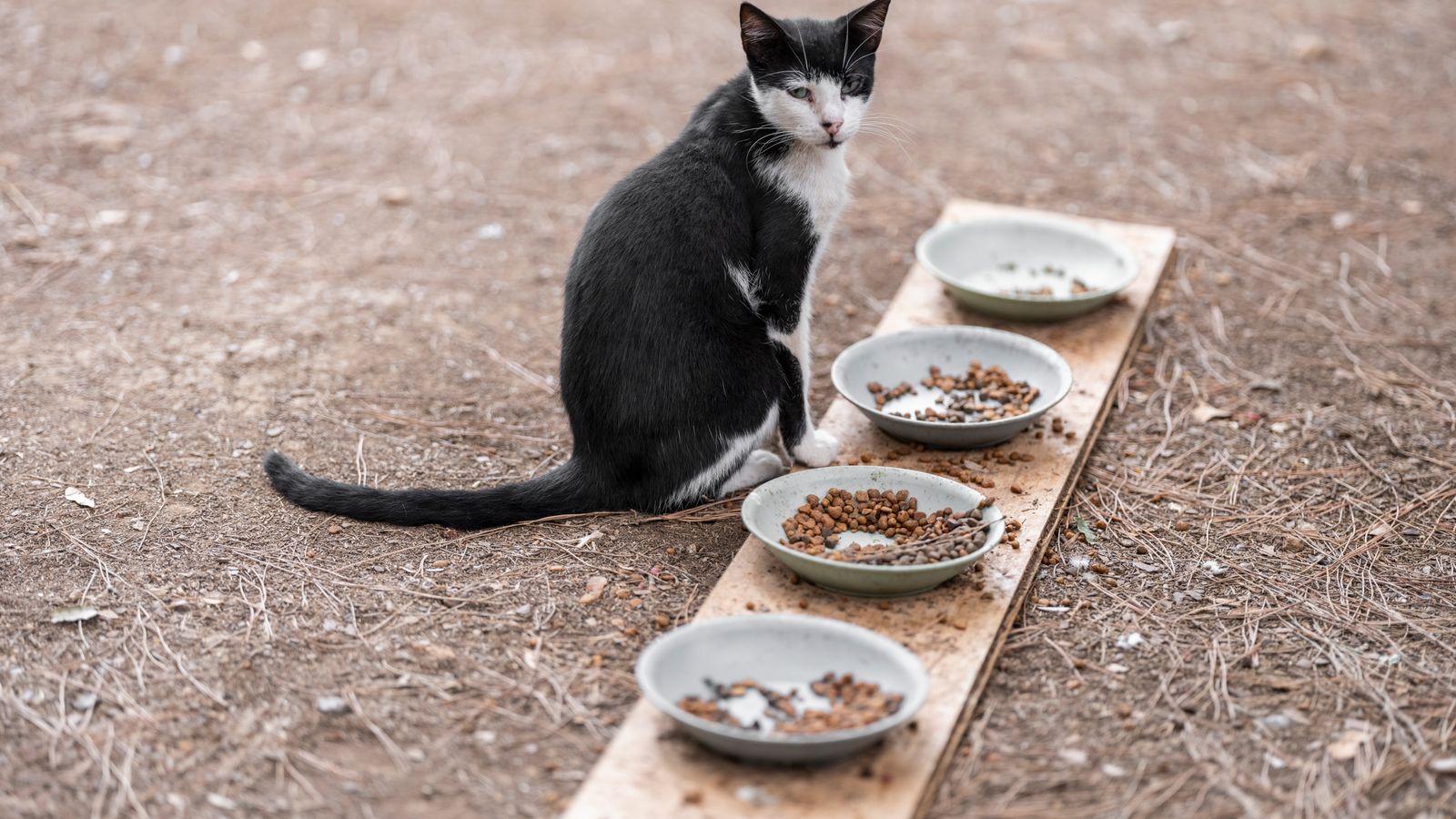 Alimentación del gato: cantidades, alimentos prohibidos y pienso o comida húmeda