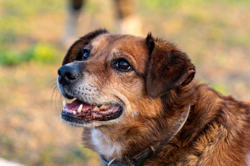 Perro mestizo contento, al aire libre