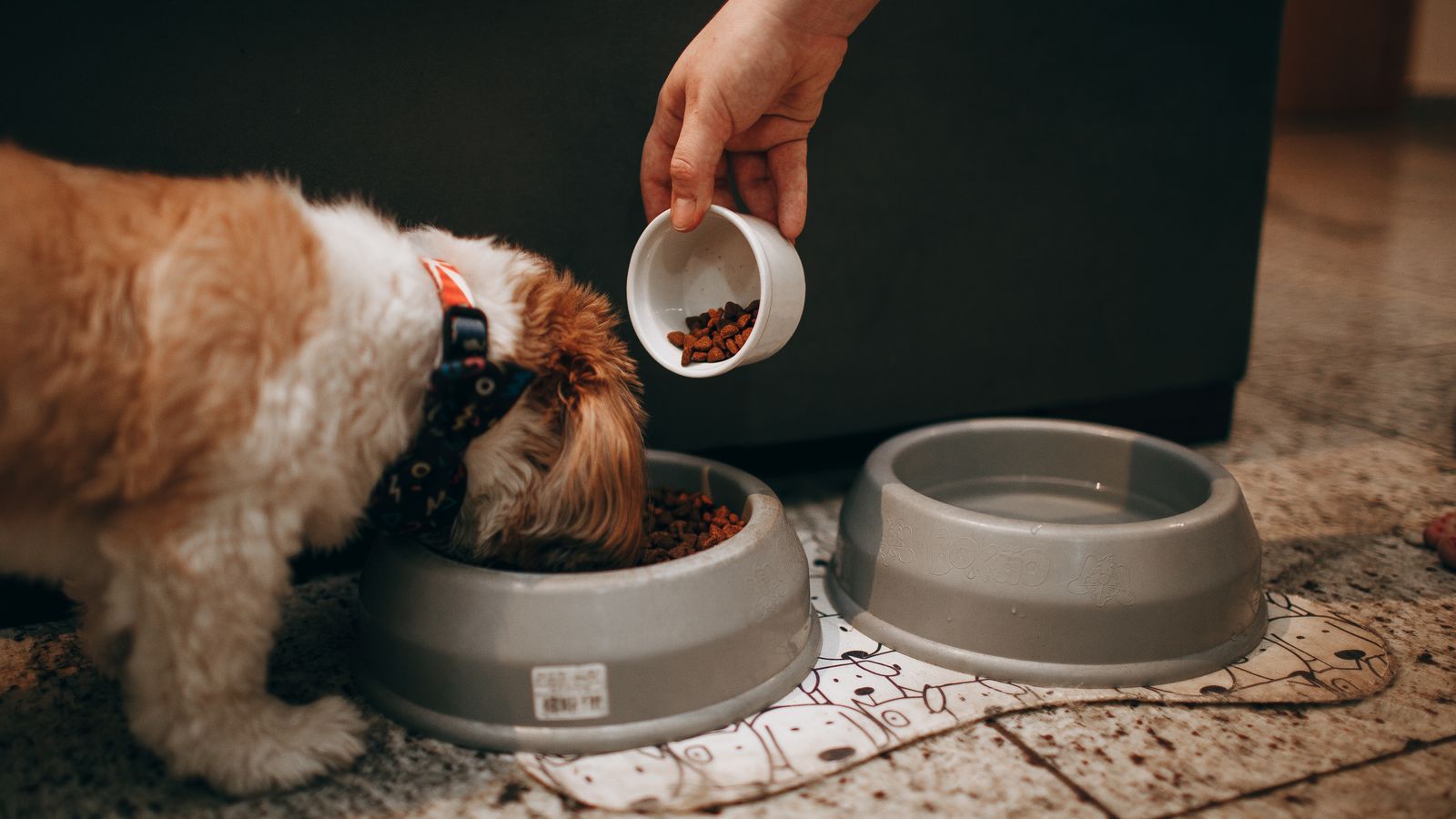 Alimentación del perro: cantidades, alimentos prohibidos y cómo elegir pienso