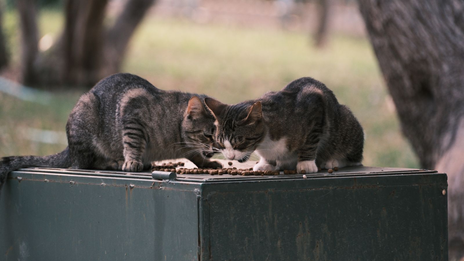 Alimentos prohibidos para gatos: lista completa
