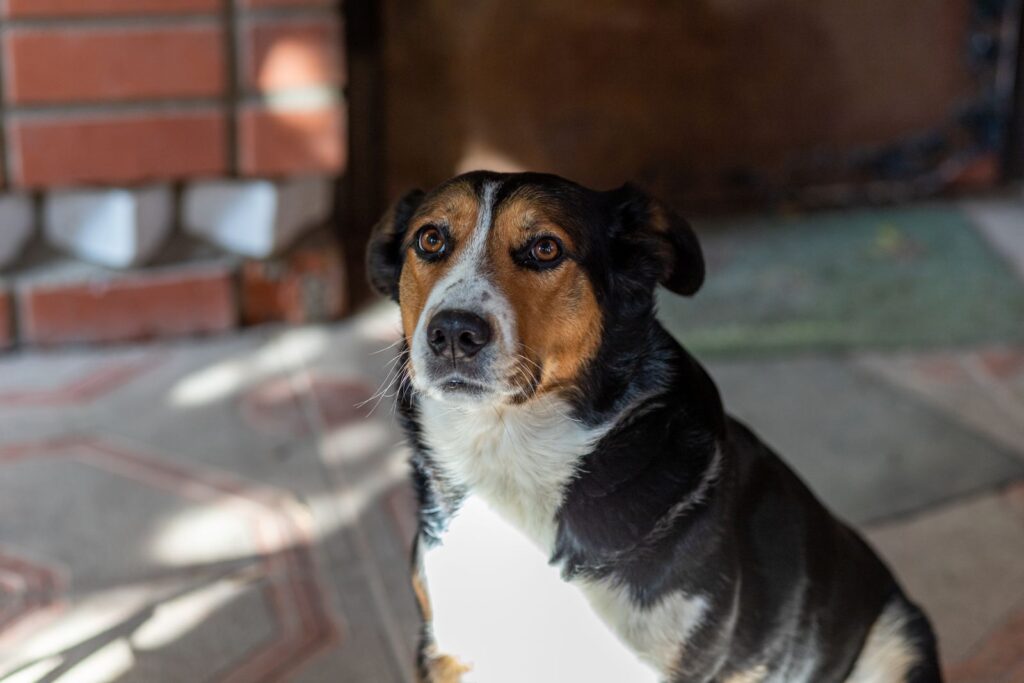 Perro mestizo negro, marrón, sentado