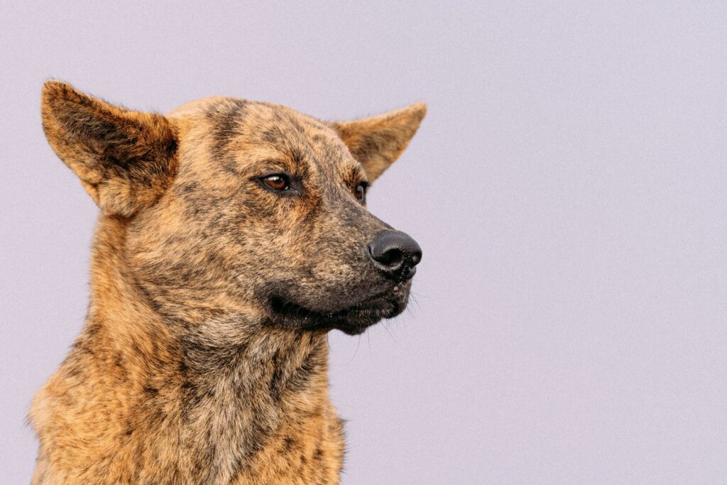 Perro mestizo
