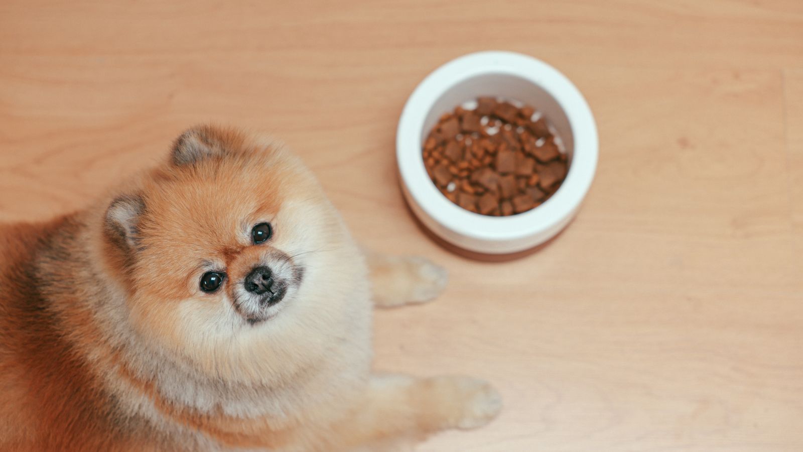 Alimentos tóxicos para perros: lista completa y qué hacer si se los come