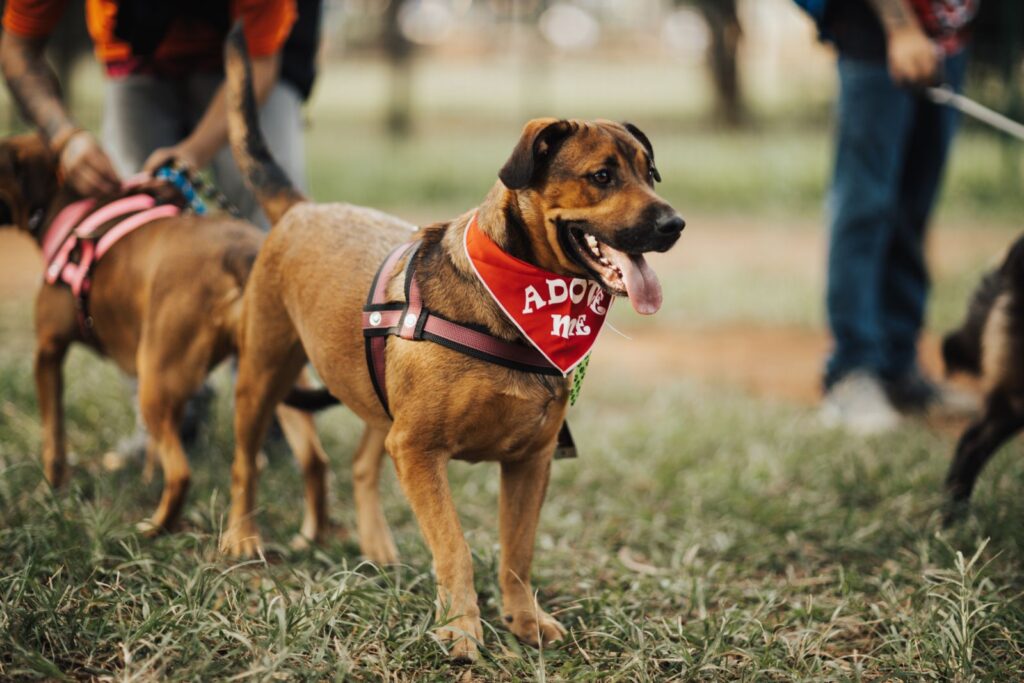 Perro mestizo en el parque