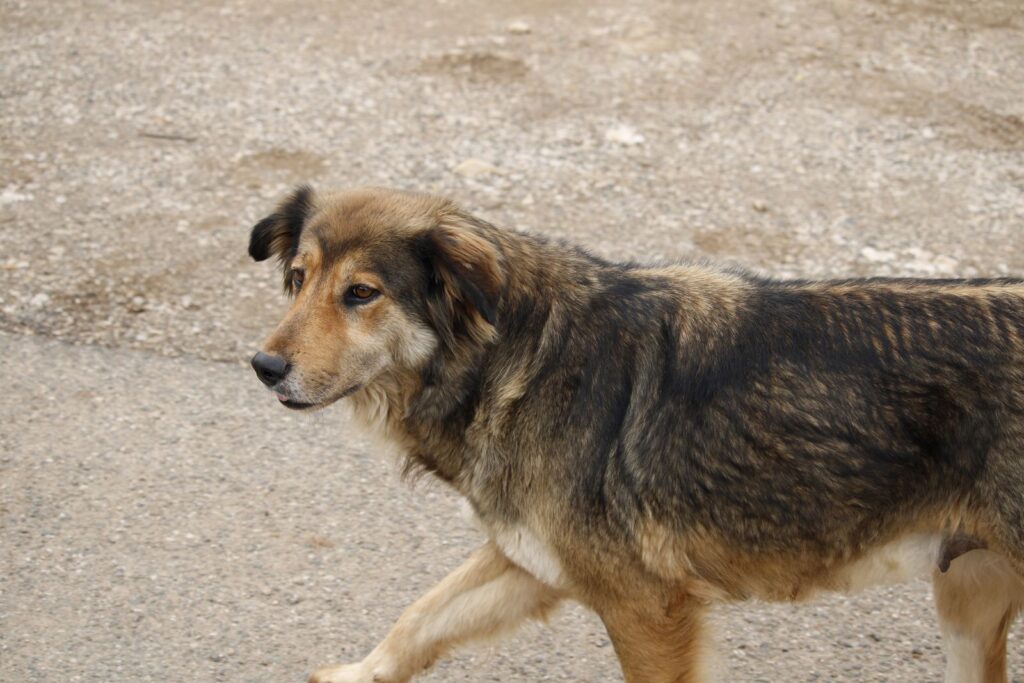 Perro mestizo paseando