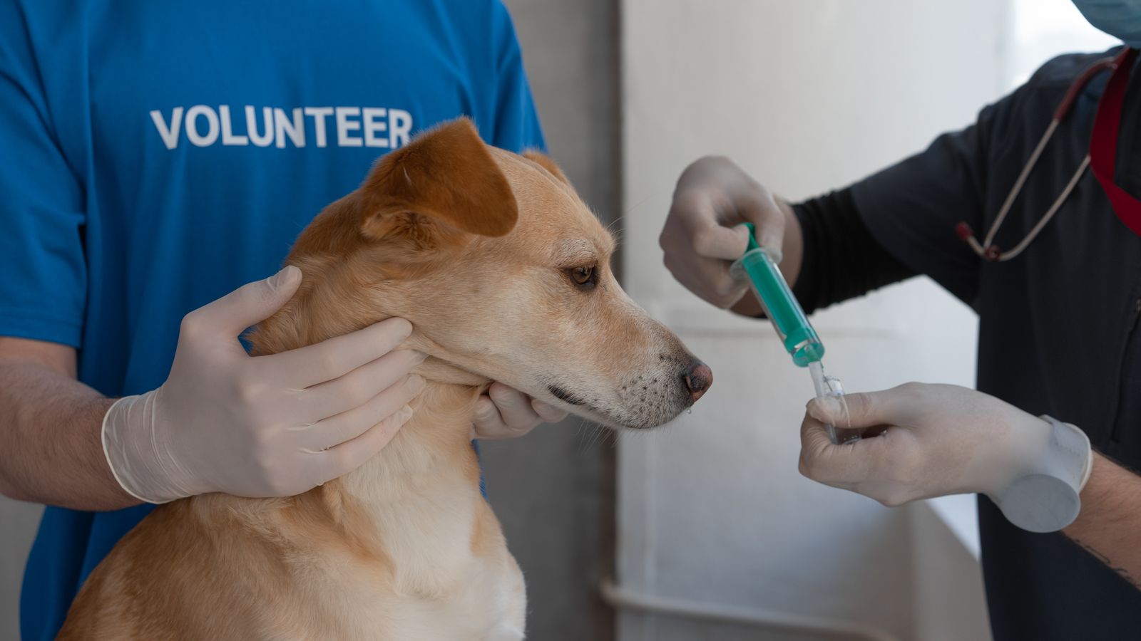 Calendario de vacunas para perros en España (tabla por edad)