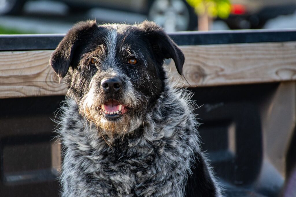 Perro mestizo negro