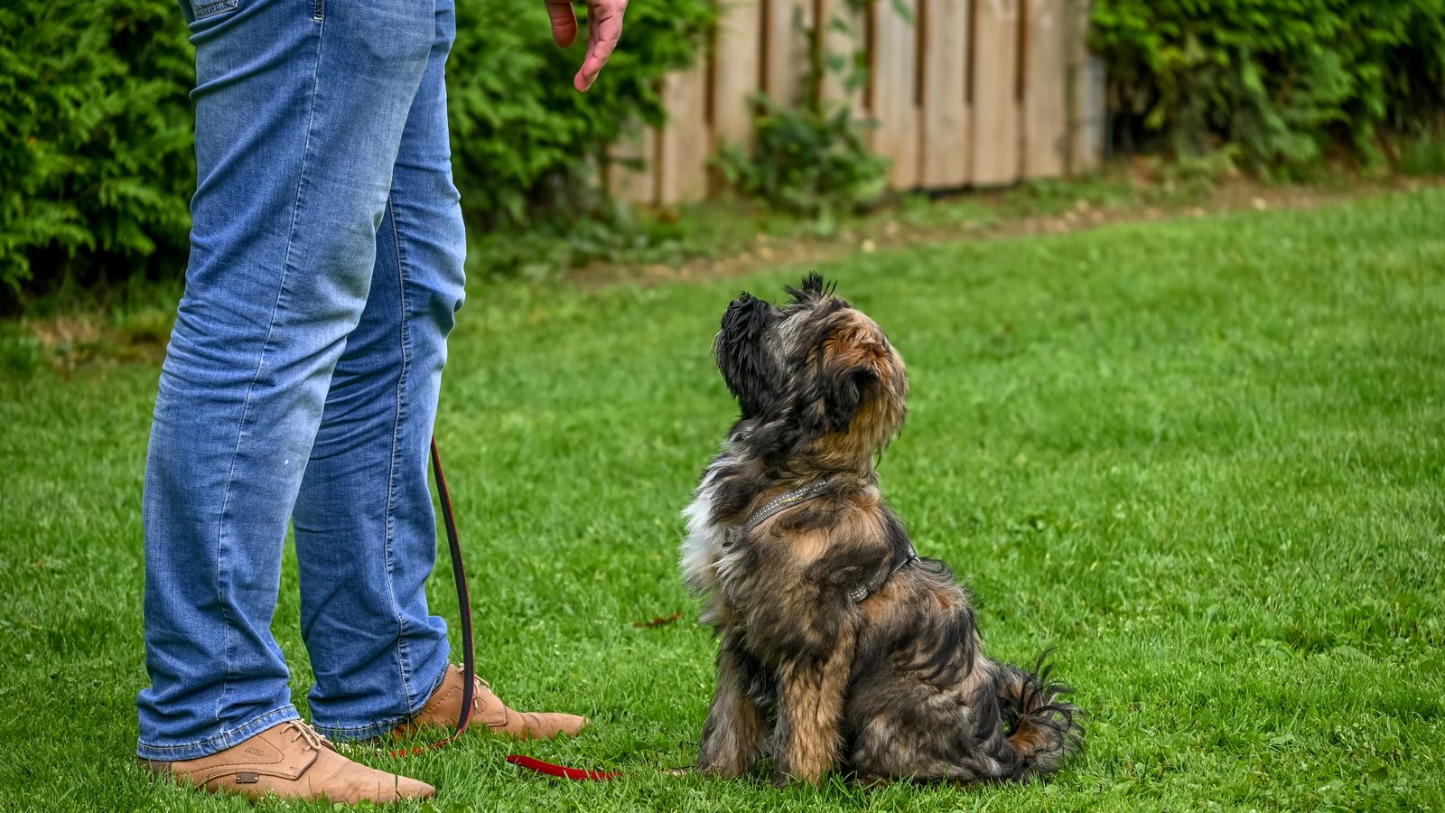 Cómo educar a un perro en casa: guía práctica paso a paso