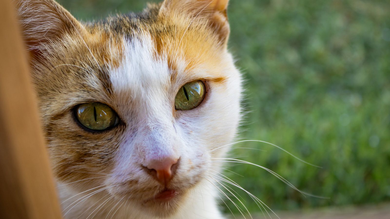 Comportamiento del gato: qué significa lo que hace