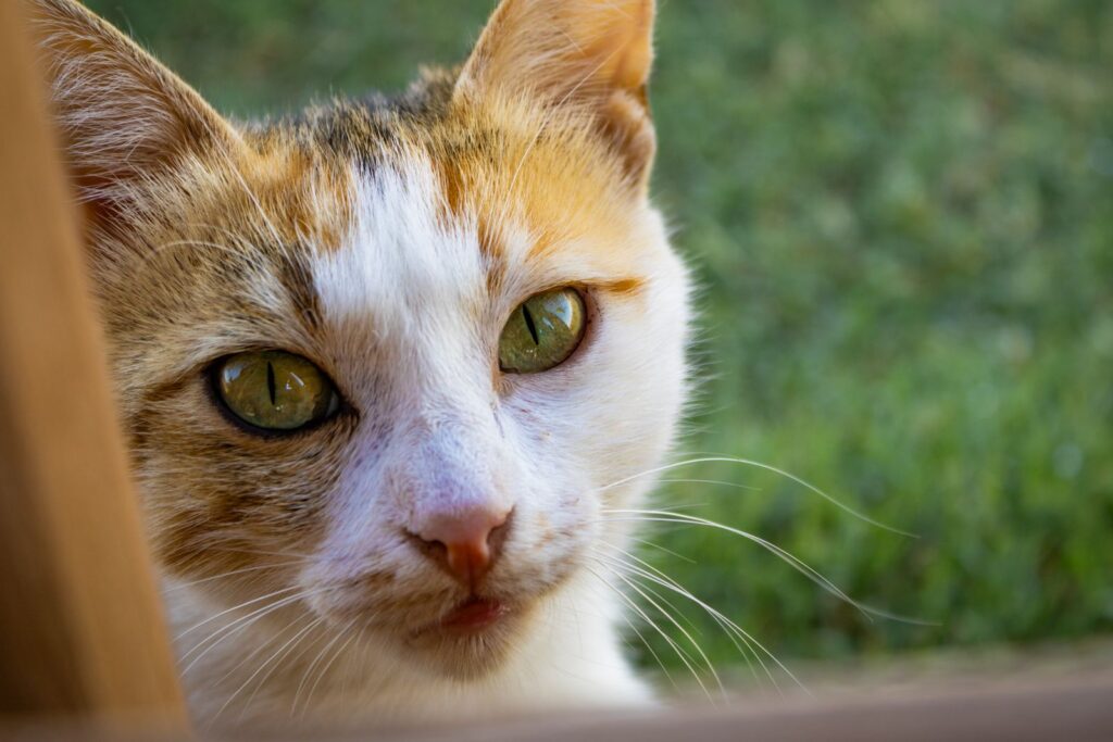 Gato común