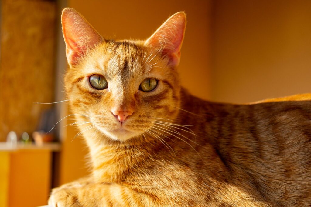 Gato común naranja, atigrado