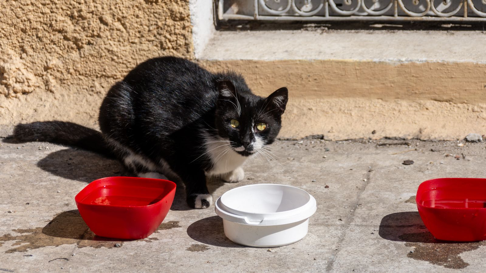 Cuánto debe comer un gato al día (tabla por peso)