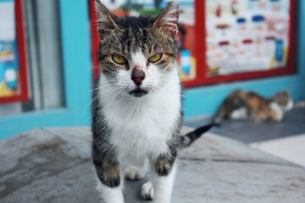 Gato común en la calle
