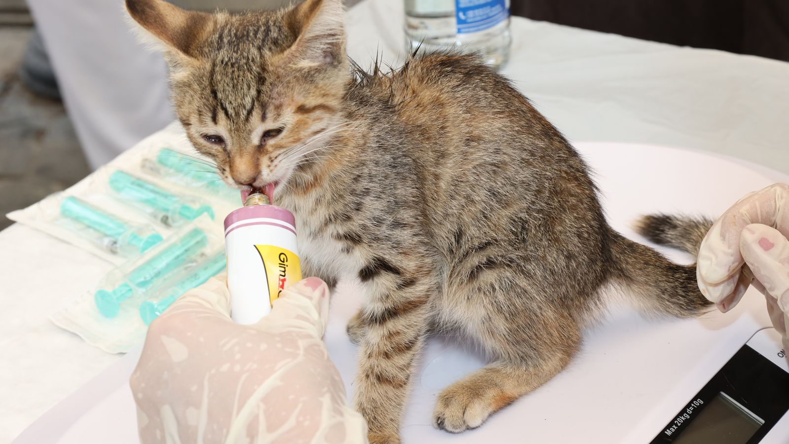 Cuidados preventivos del gato: vacunas, desparasitación y señales de alarma
