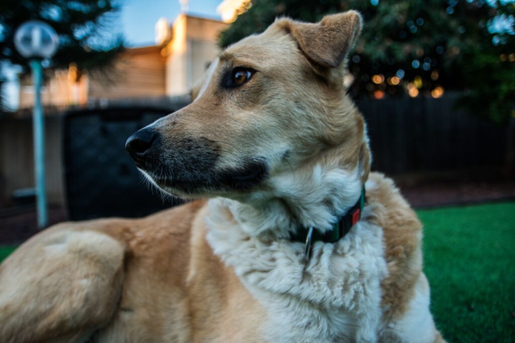 Perro mestizo canela, blanco