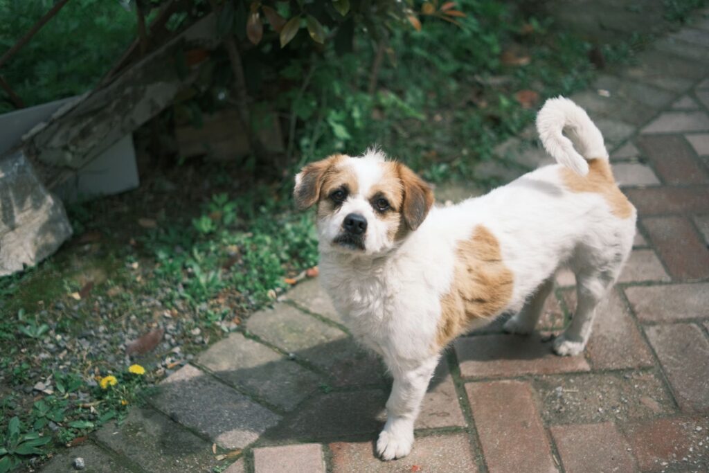 Perro mestizo cachorro