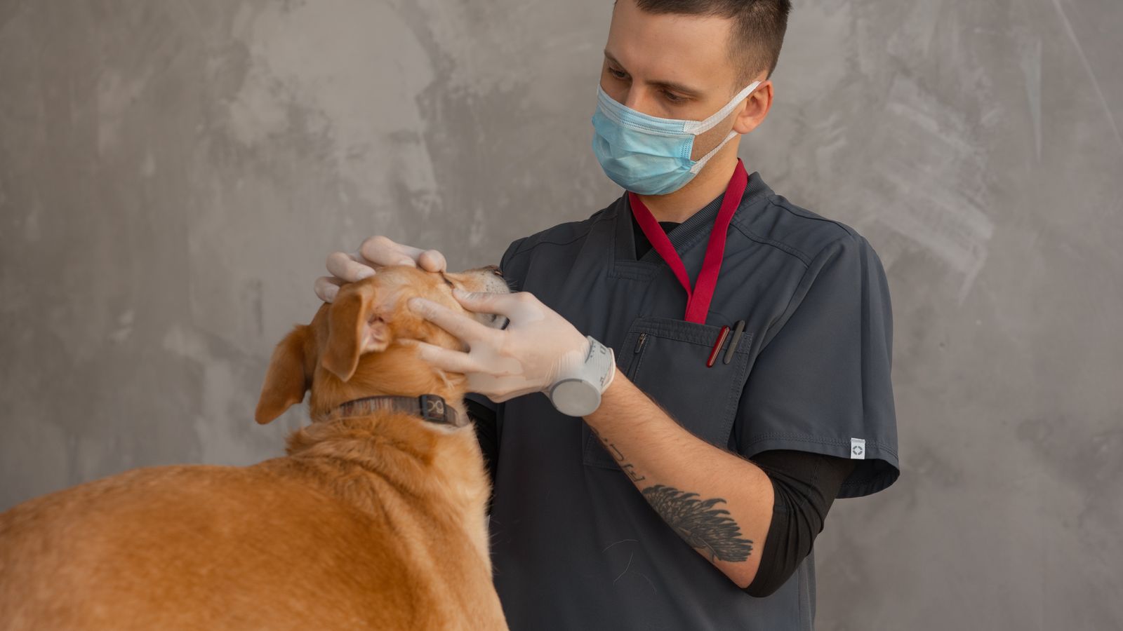 Cuidados preventivos del perro: vacunas, desparasitación y señales para ir al veterinario