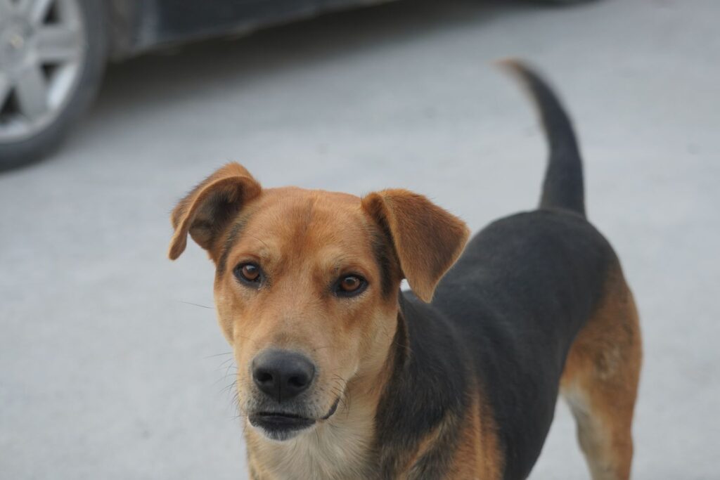Perro mestizo