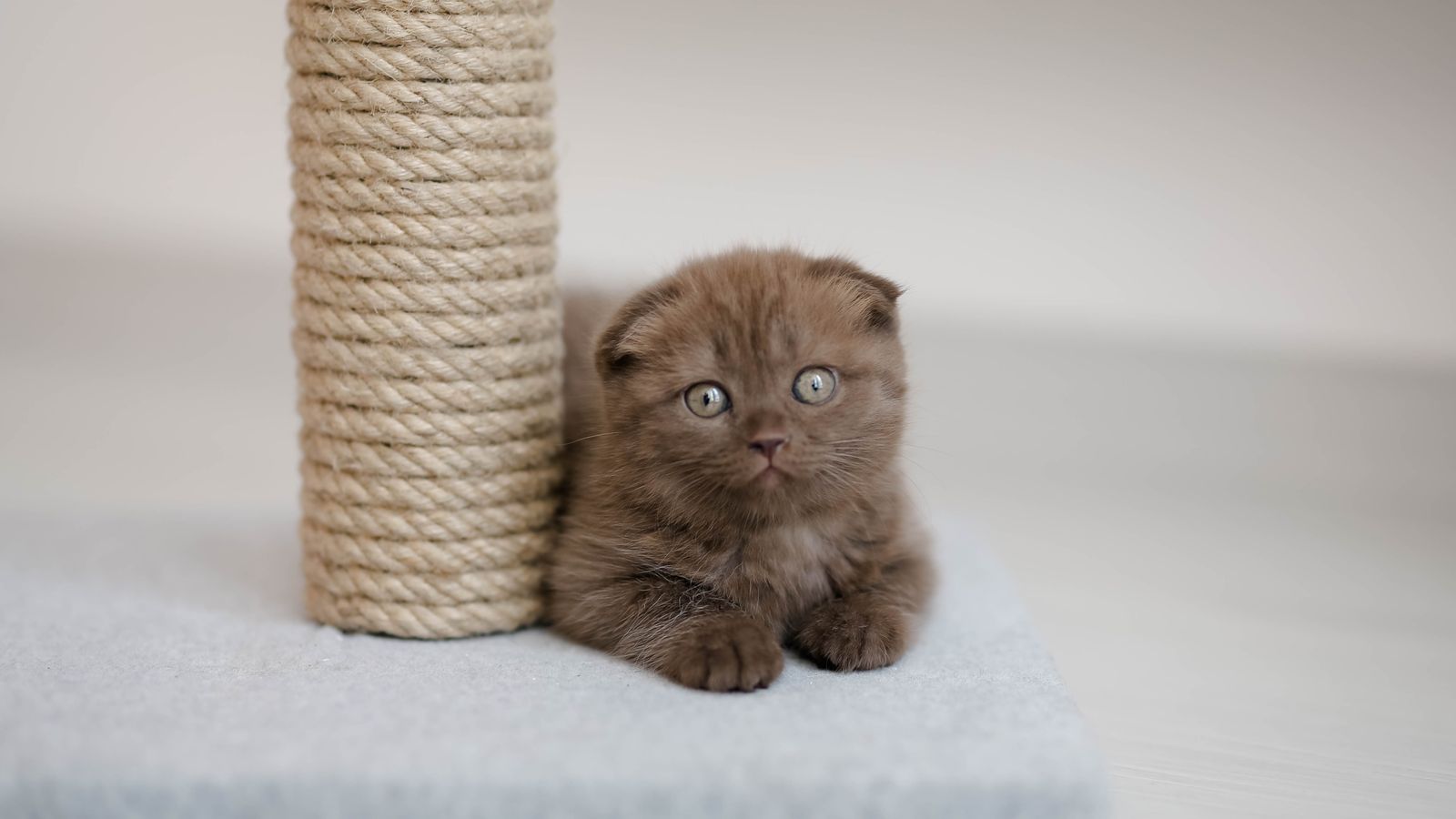 Cómo evitar que el gato arañe el sofá