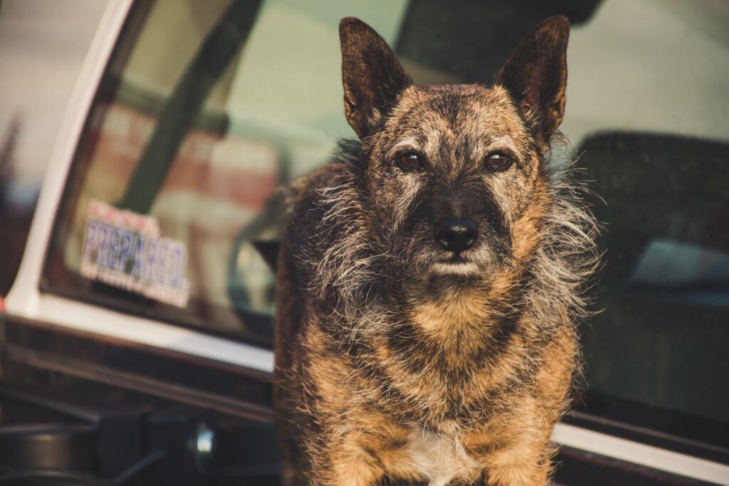 Perro mestizo canela