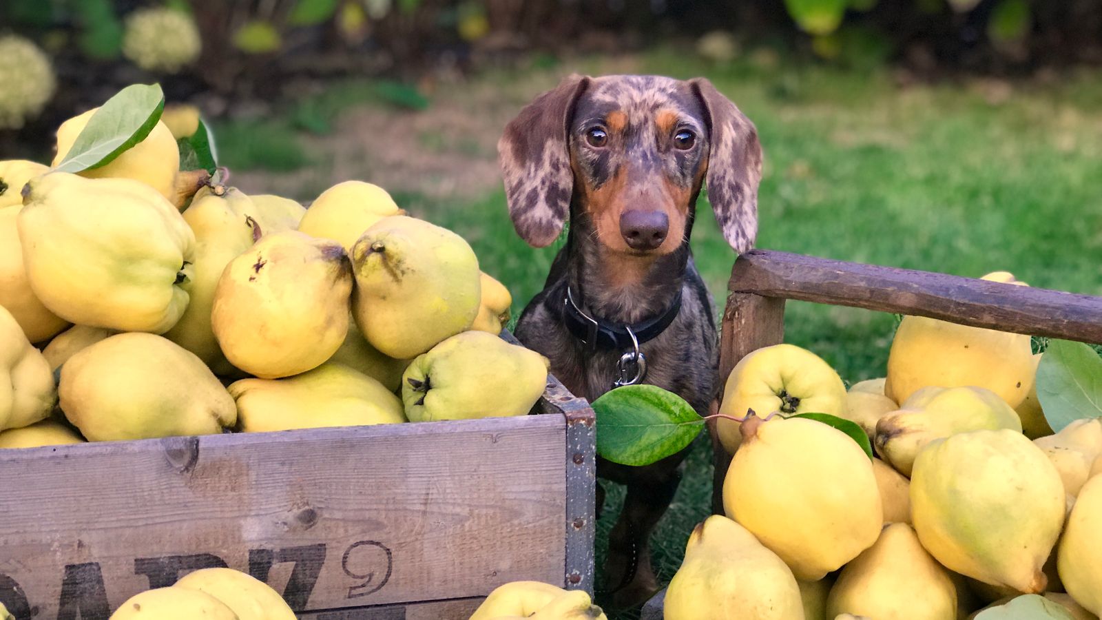 Frutas que pueden comer los perros (y las prohibidas)
