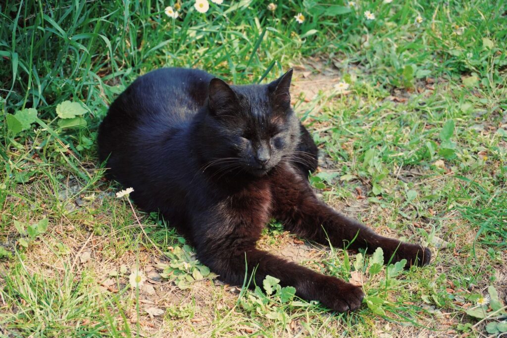 Gato común negro, en la hierba, al aire libre