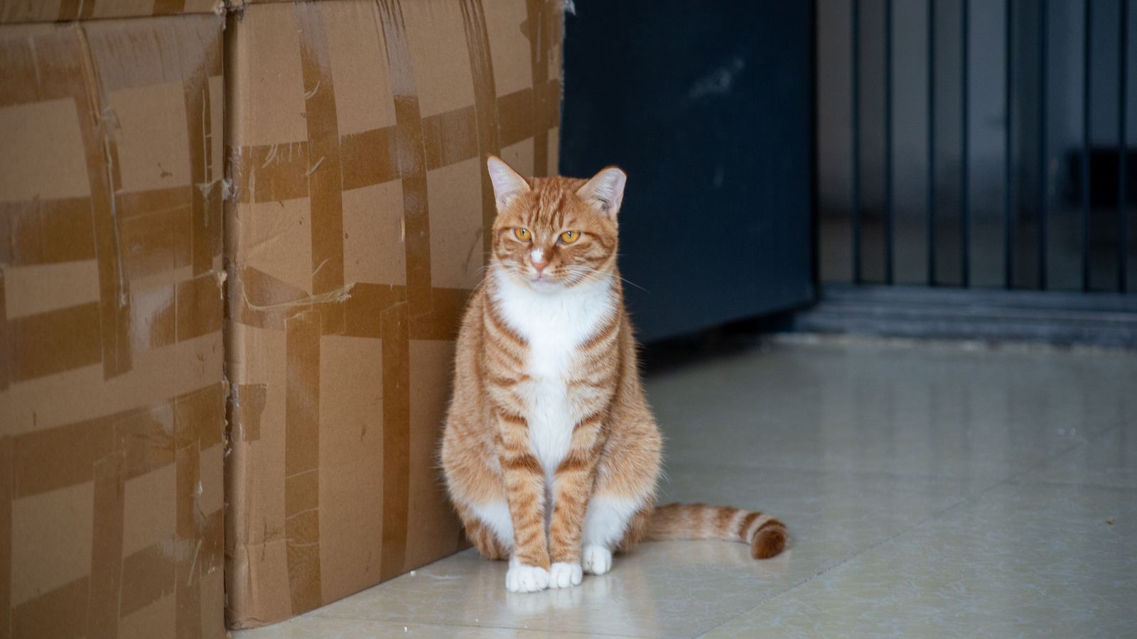 Por qué mi gato hace sus necesidades fuera del arenero