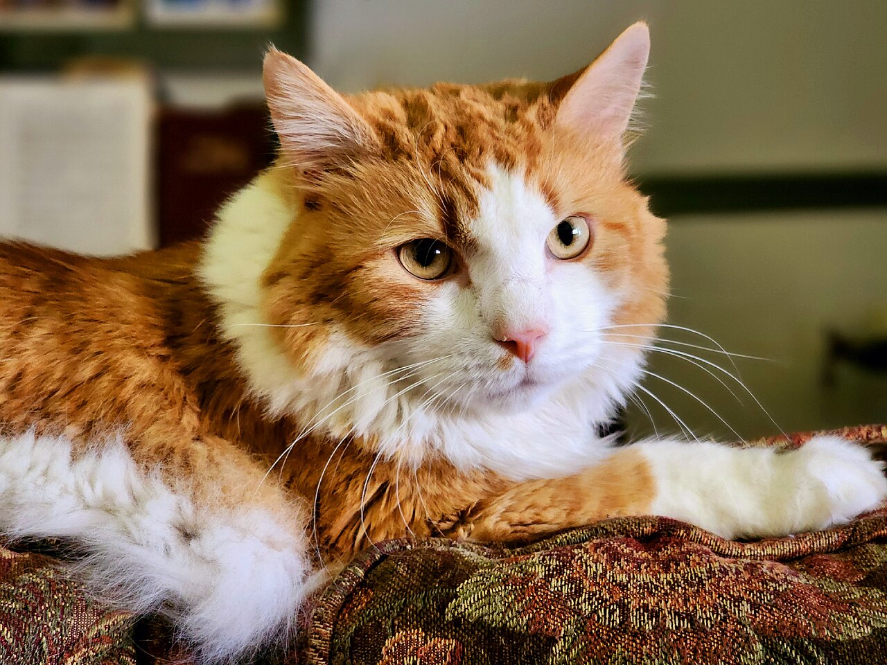 Razas de gatos: carácter, cuidados y cuál elegir