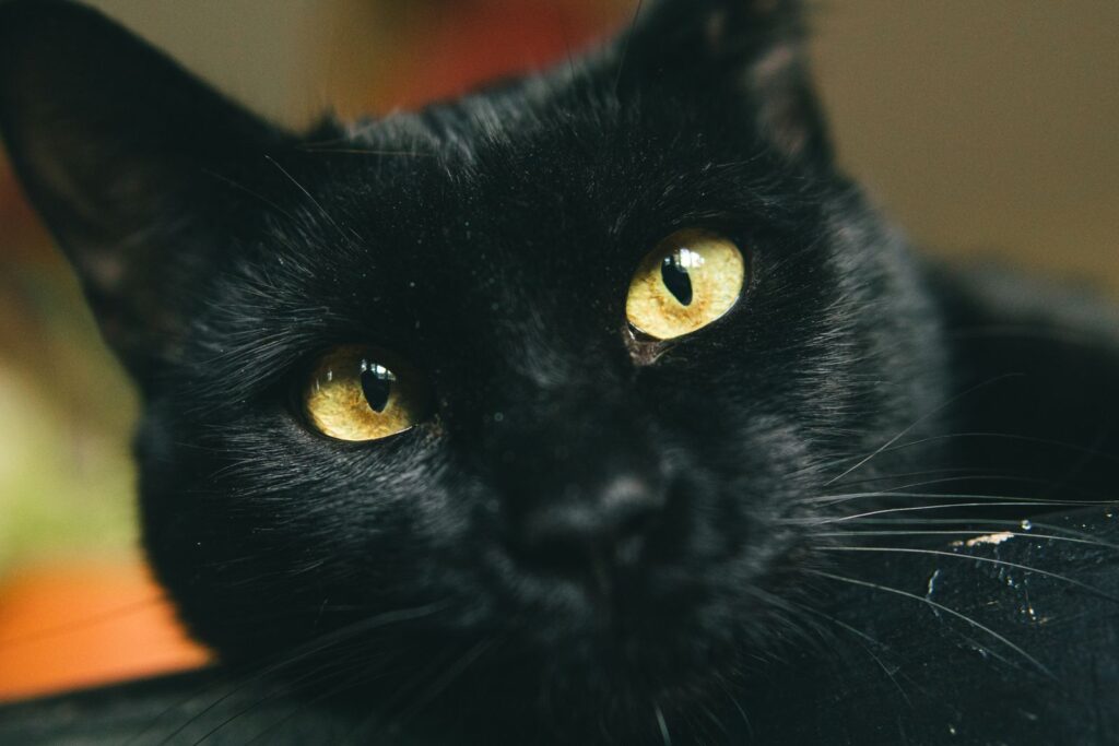 Gato común negro