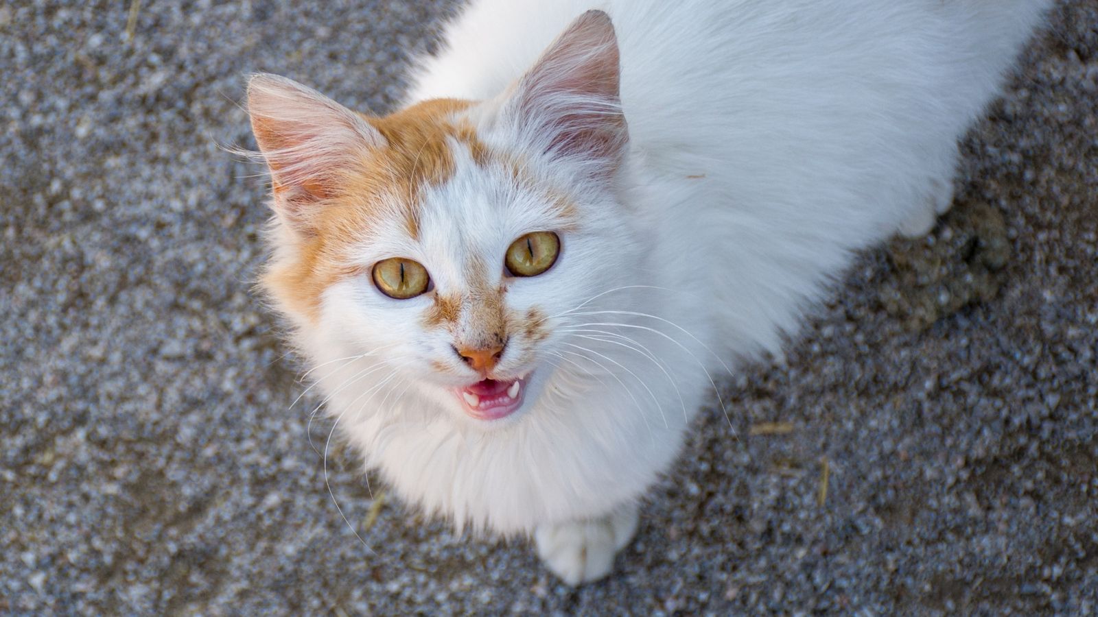 Por qué mi gato maúlla por la noche (y cómo evitarlo)