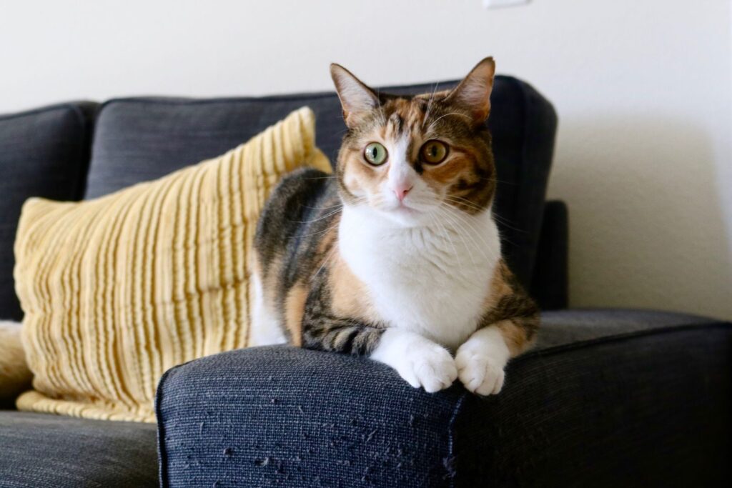 Gato común tricolor, en casa
