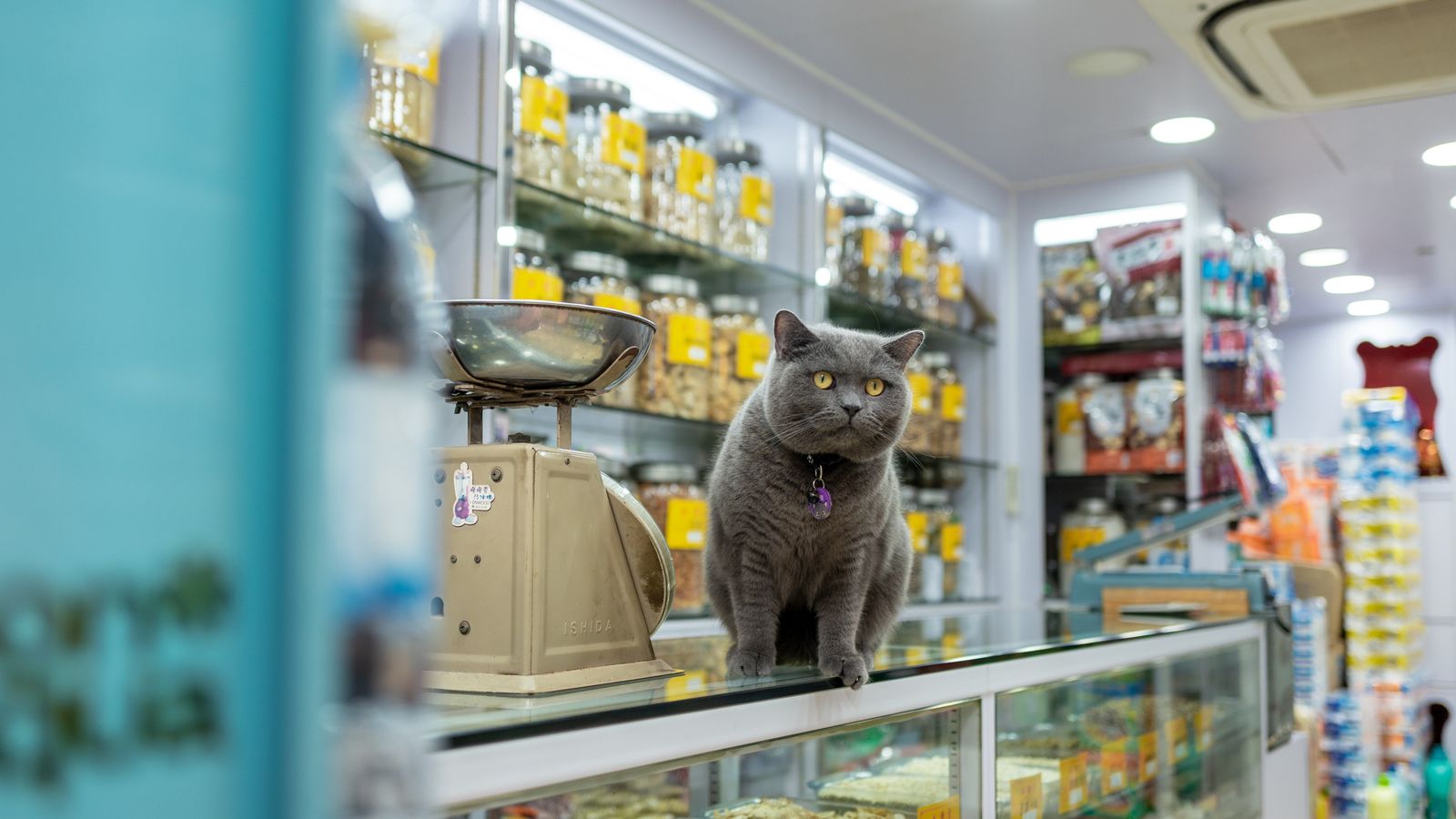 Guía de compra para perros y gatos: lo que necesitas de verdad