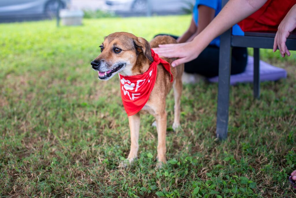 Perro mestizo en el parque