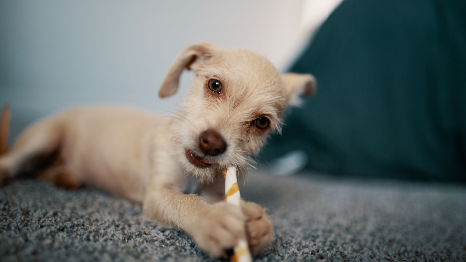 Guía del cachorro: los primeros 30 días en casa
