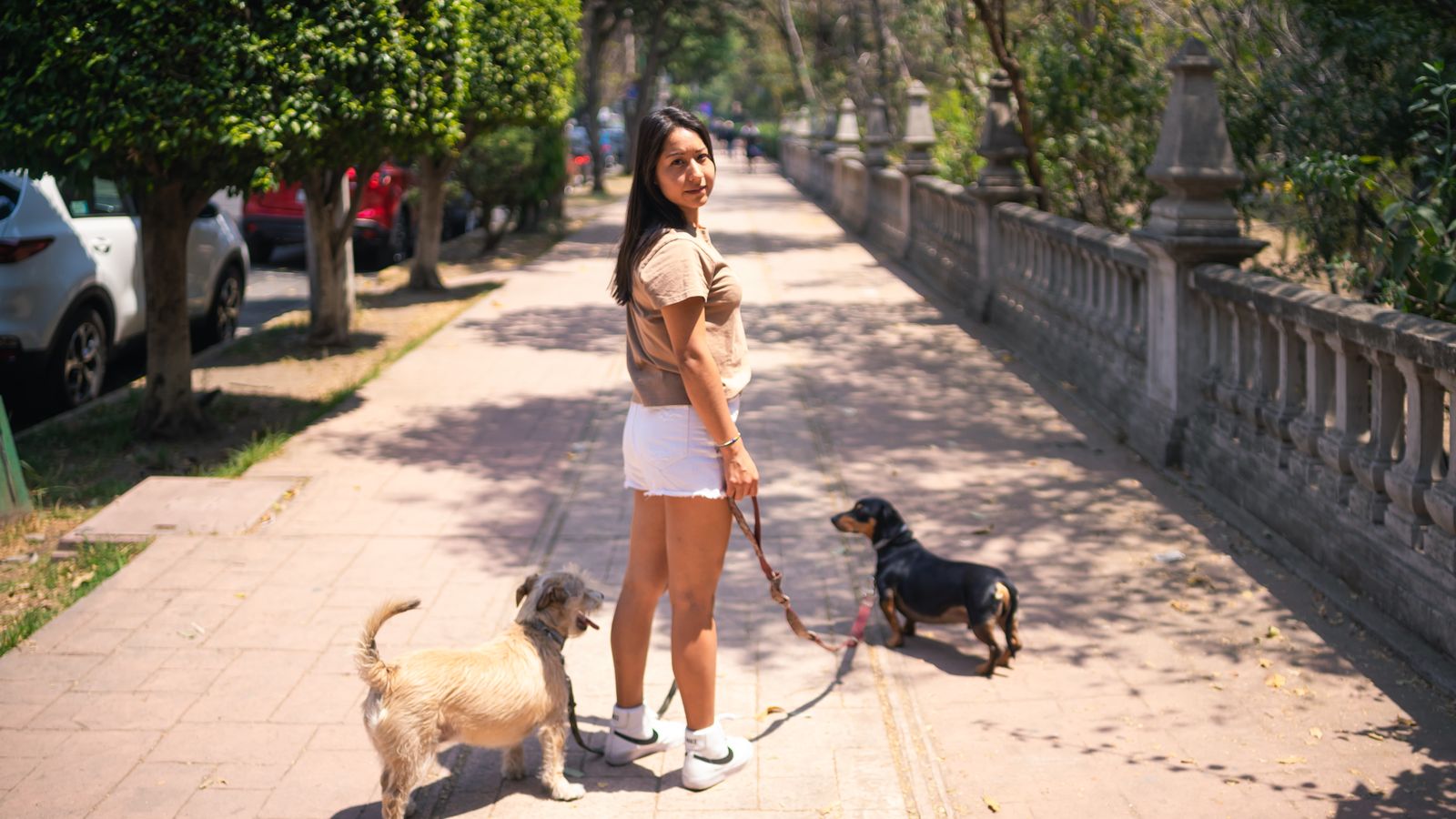 Ley de Bienestar Animal: obligaciones para dueños de perros y gatos