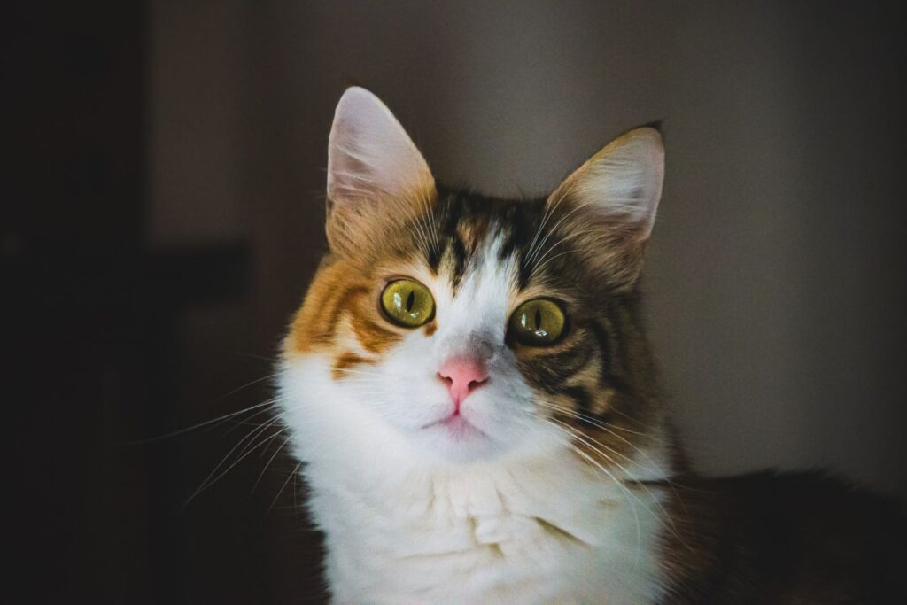 Gato común
