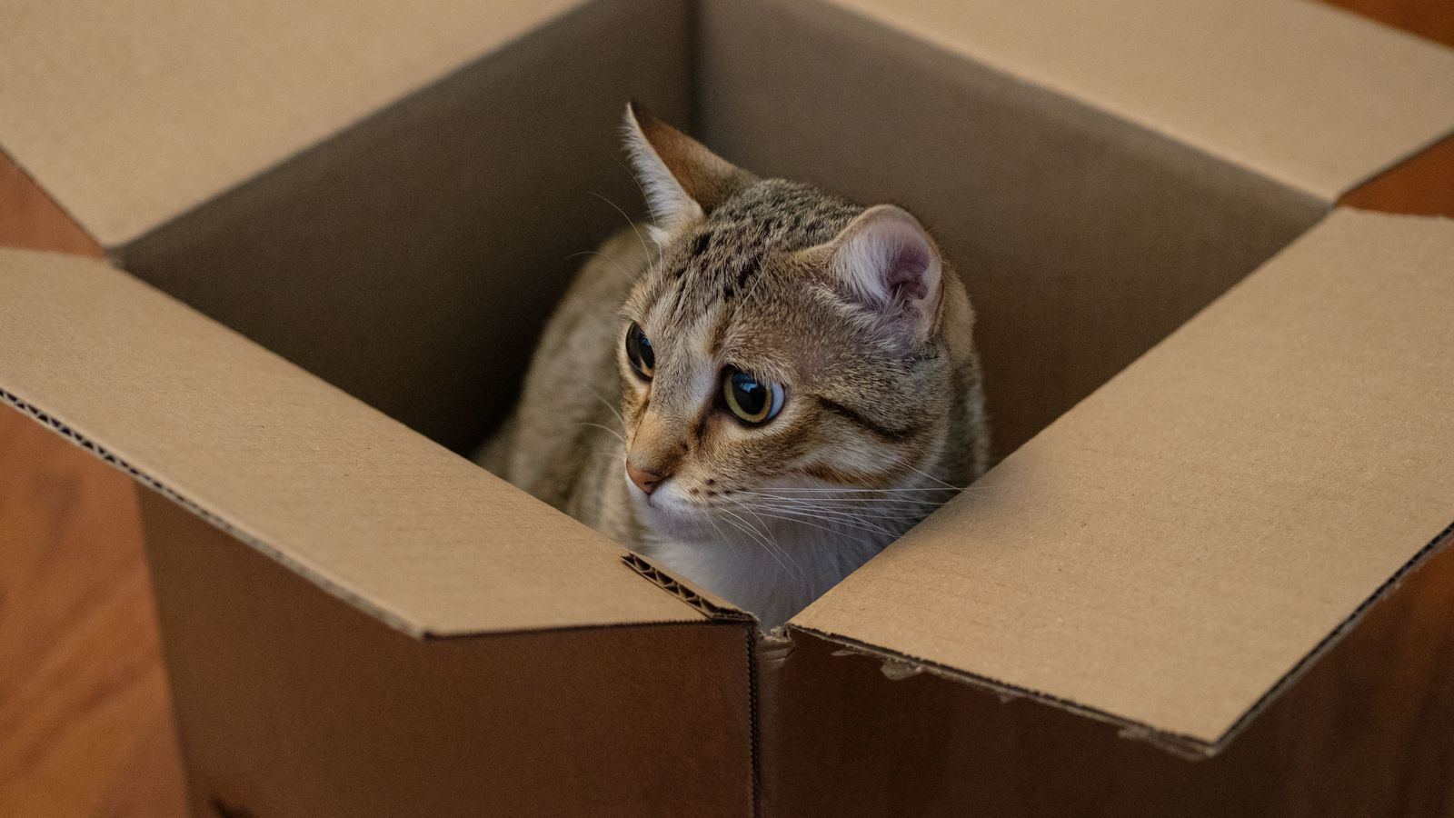 Mejor arenero autolimpiable para gatos: tipos y cómo elegir