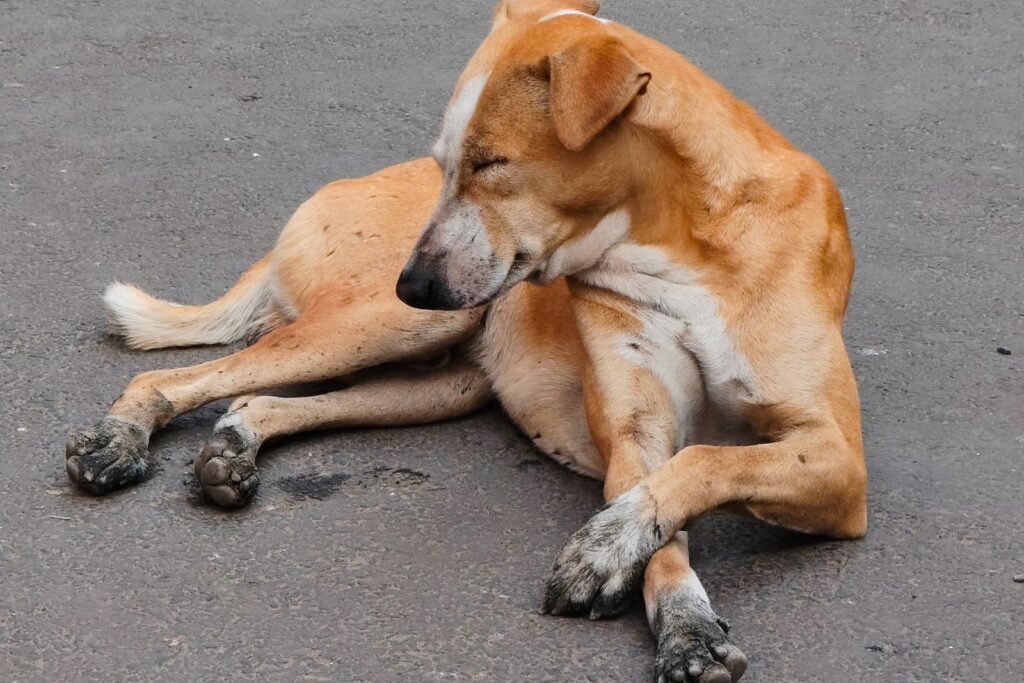 Perro mestizo en la calle