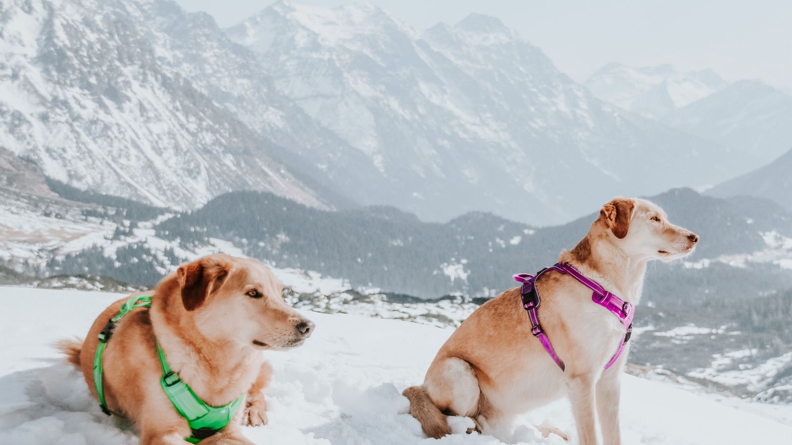 Mejor arnés para perros que tiran: tipos, tallas y cómo elegir