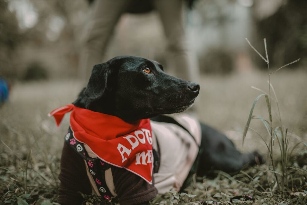 Perro mestizo tumbado
