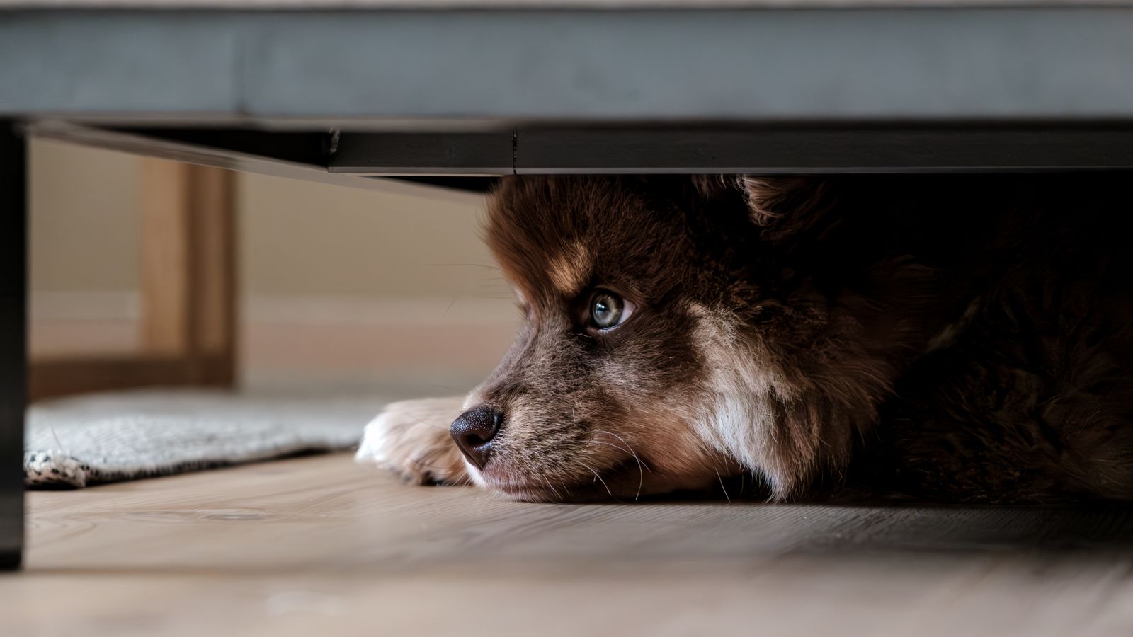 Mi perro tiene miedo a los petardos: qué hacer