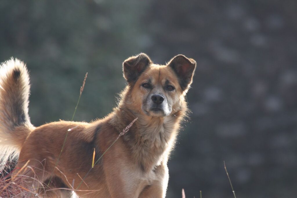 Perro mestizo