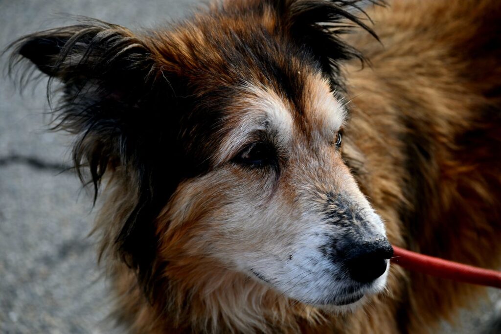 Perro mestizo al aire libre