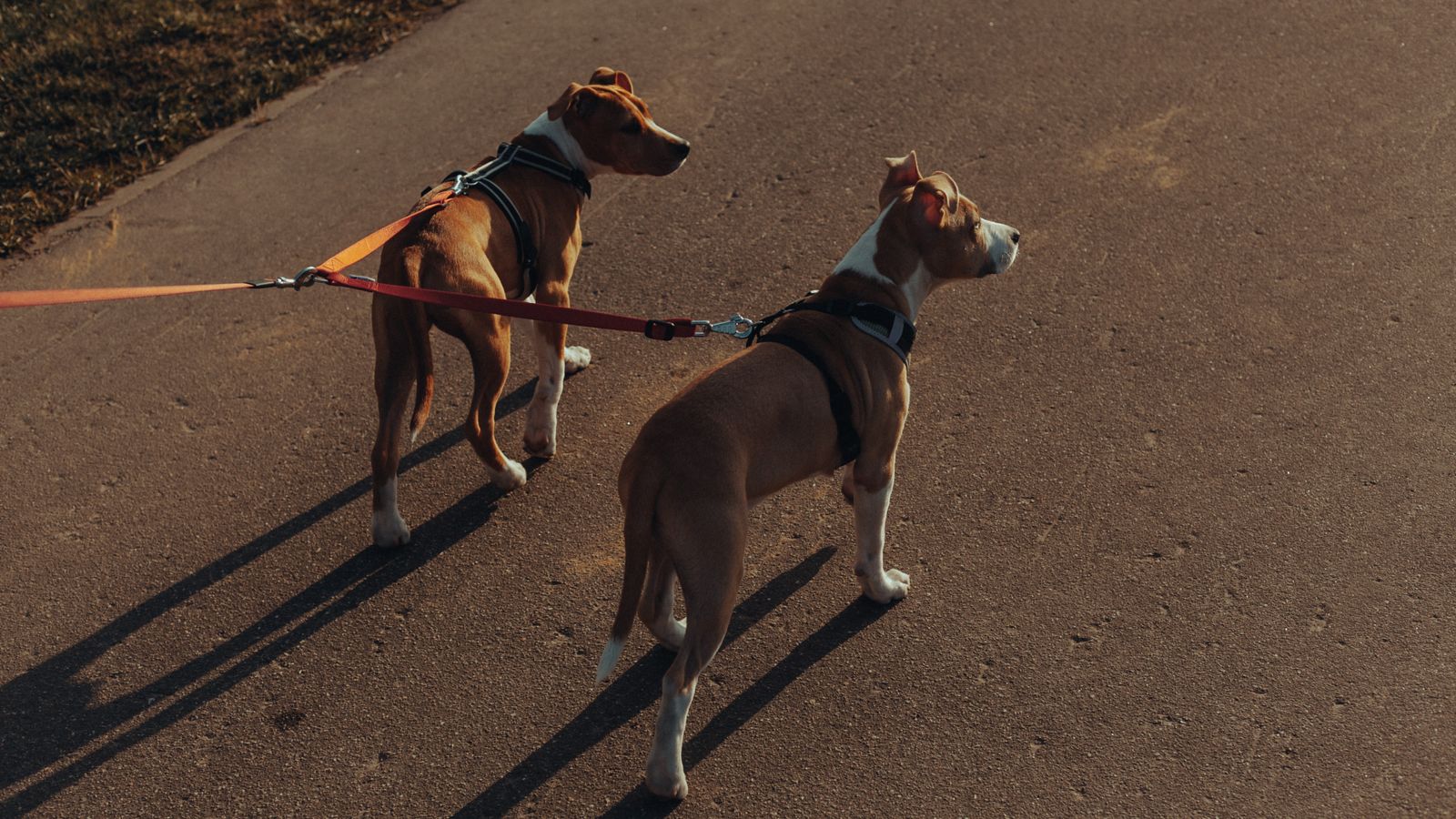 Cómo evitar que mi perro tire de la correa: 6 ejercicios