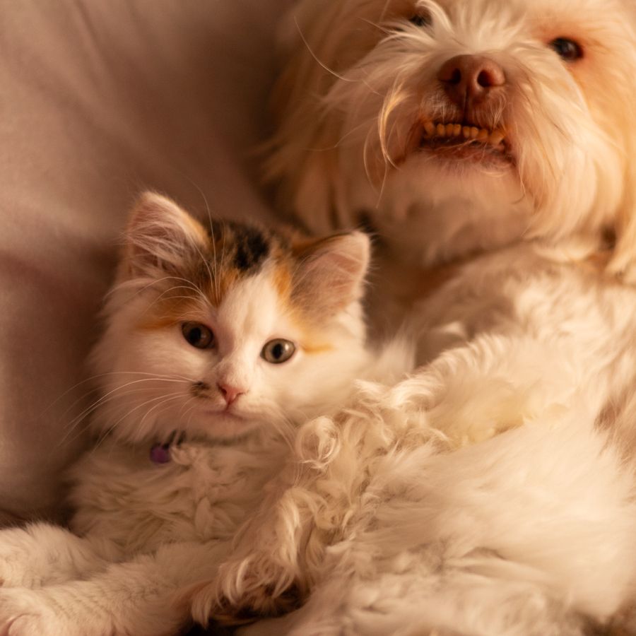Un gatito y un perro blanco descansando juntos