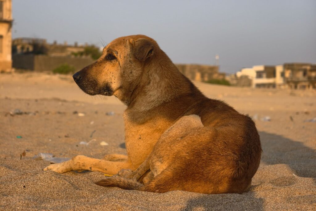 Perro mestizo en la calle, en la playa
