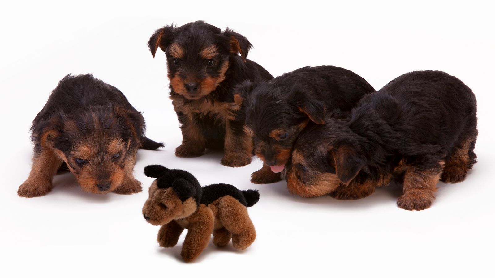 Qué necesito antes de adoptar un cachorro: lista de compra