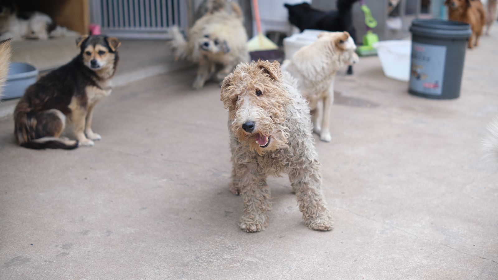 Razas de perros: cómo elegir la ideal (tabla comparativa)