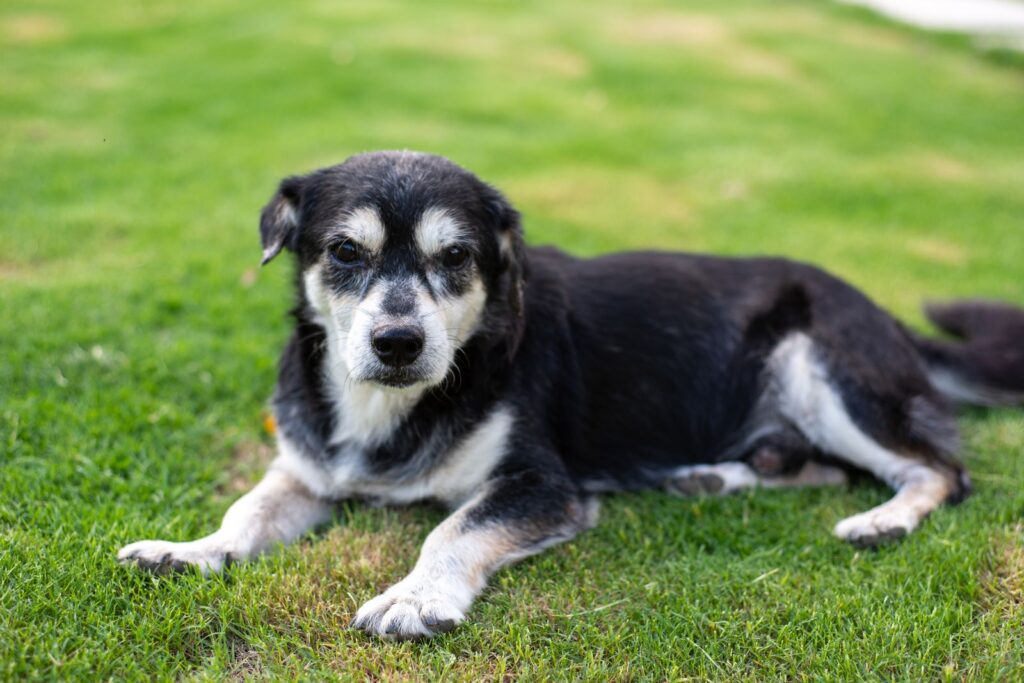 Perro mestizo en la hierba